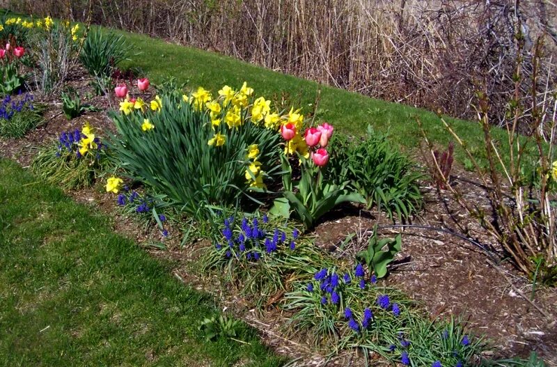 Цветы весной на даче фото. Миксбордер тюльпаны крокусы нарциссы. Ирис примула цветник. Клумбы Ирис Нарцисс лилейник. Клумбы тюльпаны,нарциссы ирисы.