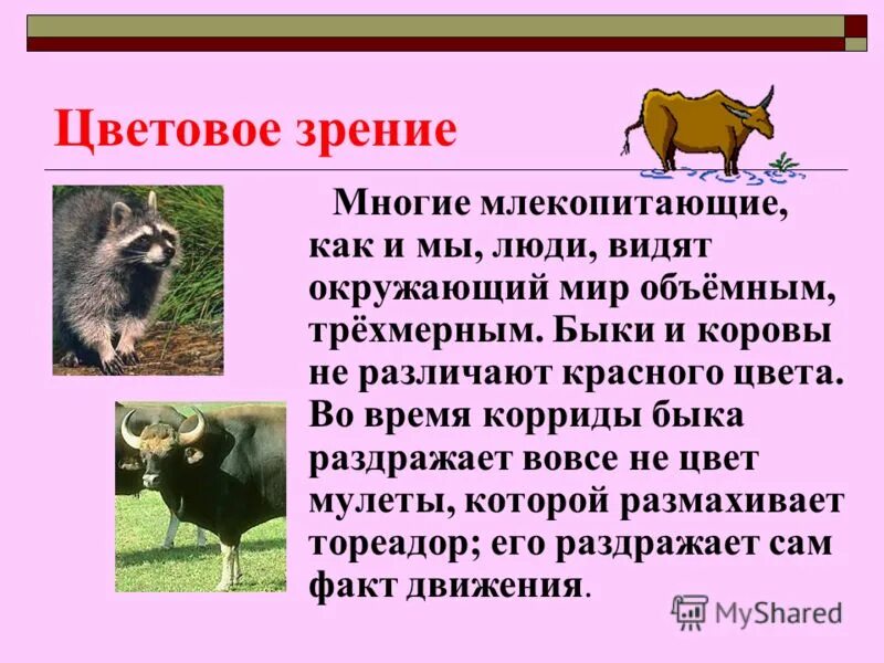 Многие млекопитающие. Многие млекопитающие