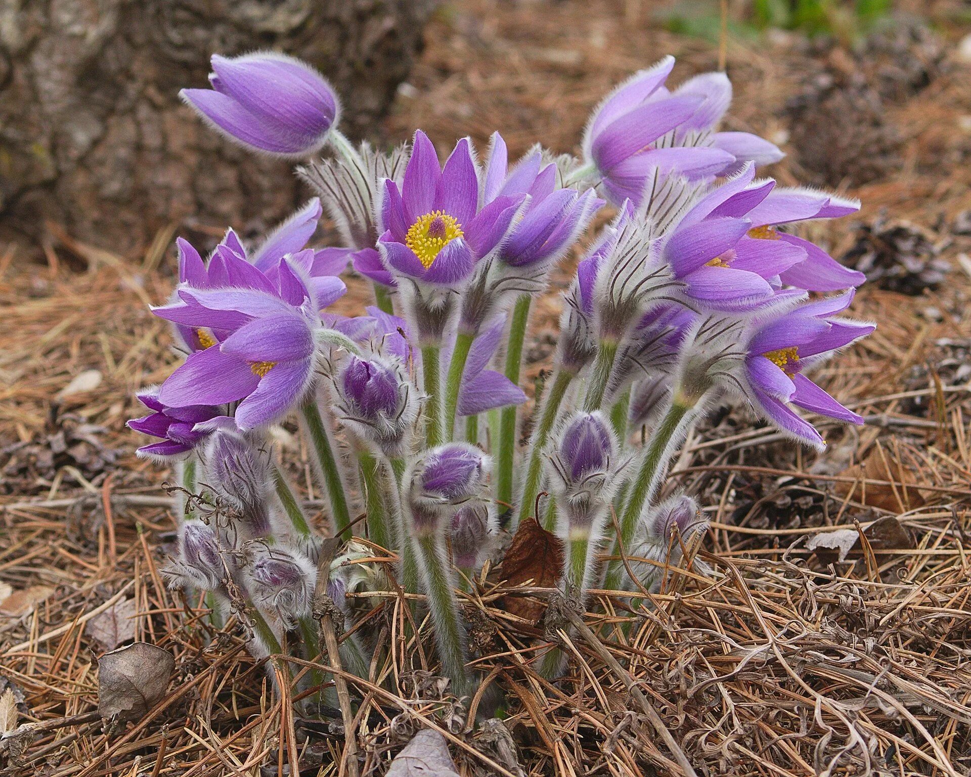 Pulsatilla Grandis. Прострел обыкновенный (Pulsatilla vulgaris). Пульсатилла Арктическая. Прострел обыкновенный (Pulsatilla vulgaris `Pinwheel Blue Violet Shades`). Ролевые цветы