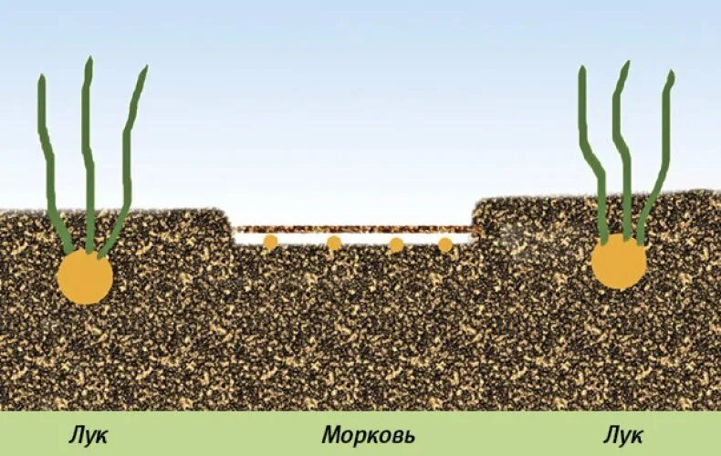 Правильная посадка семян моркови. Глубина посева семян моркови. Морковка в лунке. Грядка для моркови в открытом грунте.