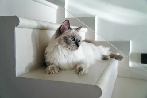 Cat more