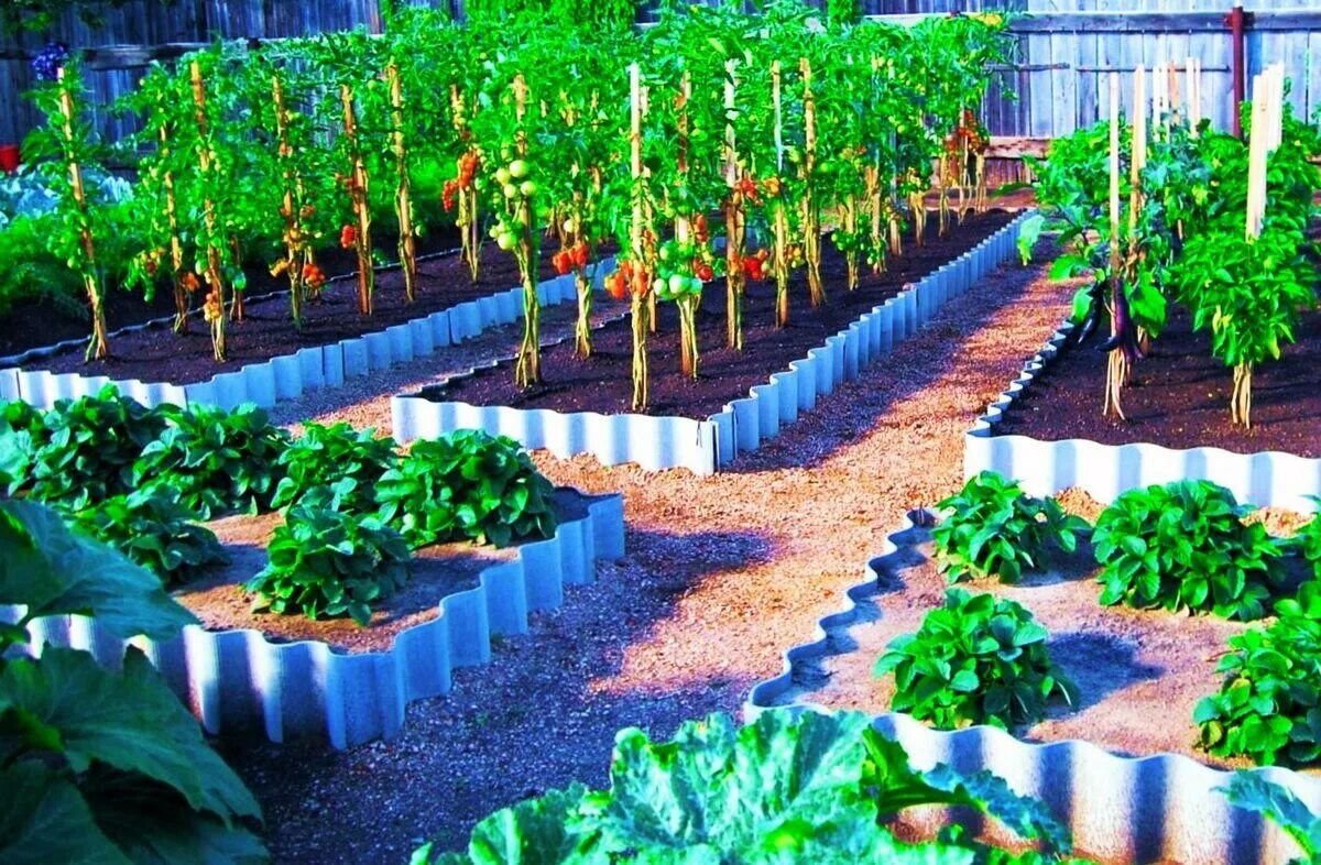 Засыпные грядки. Красивые грядки. Высокие грядки. Красивый огород. Красивый огород.