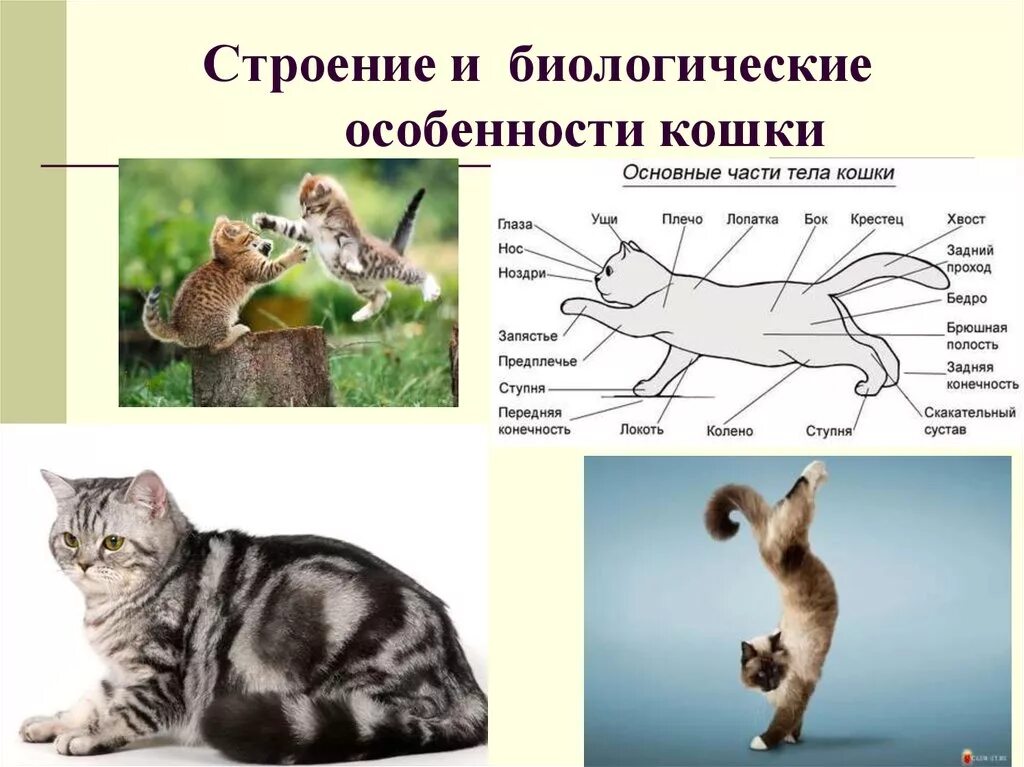 Внешнее строение кошки 7 класс. Строение кошки. организм кошки. строение тела котенка. внешнее строение кошки.
