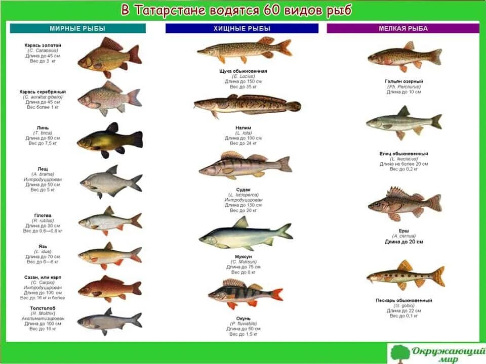 Рыбы Татарстана. Виды рыб в Татарстане. Какие виды рыб водятся. Виды речных рыб.