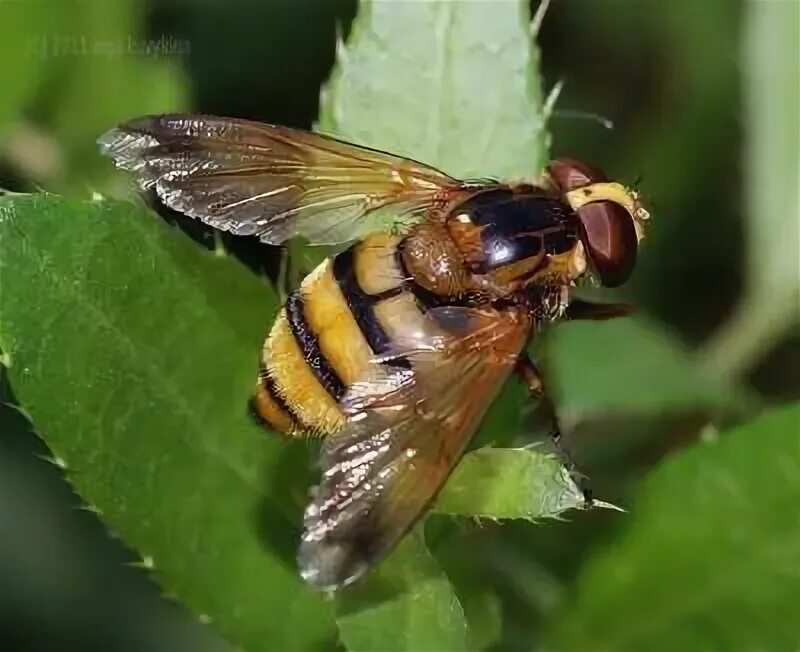 Журчалка прозрачная volucella pellucens. Шмелевидная муха. Шмелевидка муха журчалка. Кофейная шмелевидка. Шмелевидки мухи.
