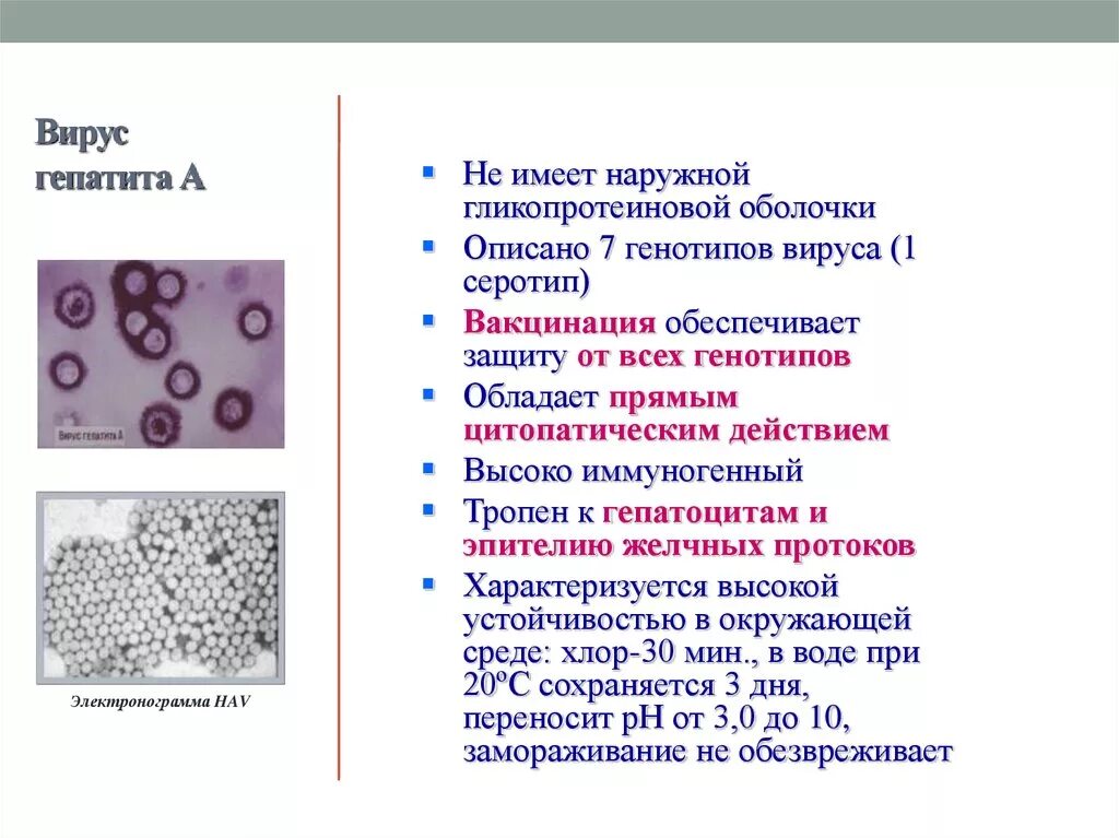 Гепатит количество вирусов. Вирус гепатита в. Культивирование вируса гепатита а. Вирус гепатита а серовары. Вирусный гепатит морфология.