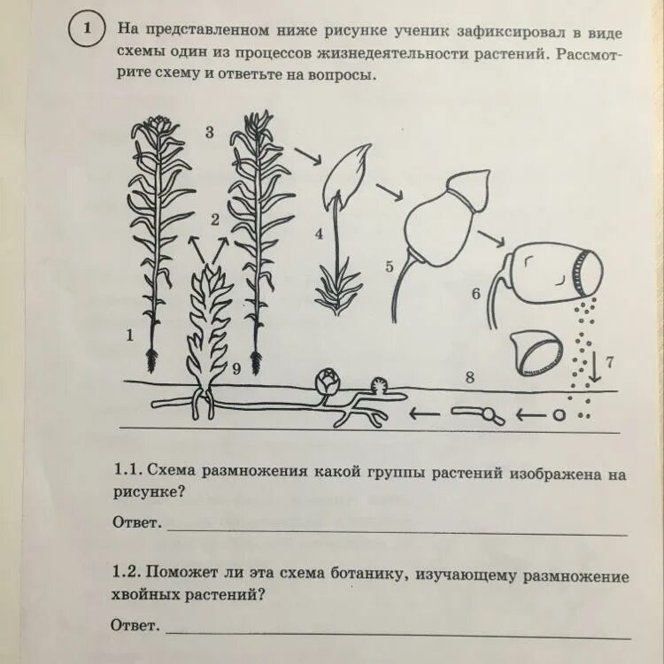 На рисунке представлен вид схемы из процессов жизнедеятельности. Схема жизнедеятельности растений. Схемы 1 из процессов жизнедеятельности растений. Процесс жизнедеятельности растений схема. Рассмотрим второй вариант