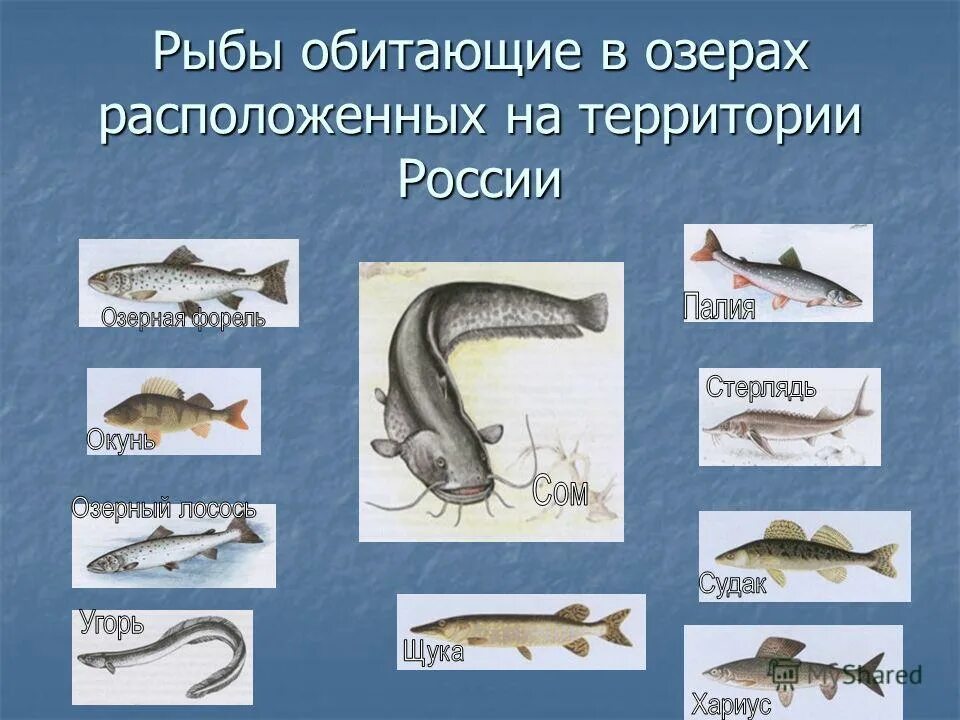 Какая рыба водится в озере. Рыбы обитающие в Озерах России. Какие рыбы водятся в озере. Какие рыбы водятся в озёрах. Какие рыбы водятся на озере оз.