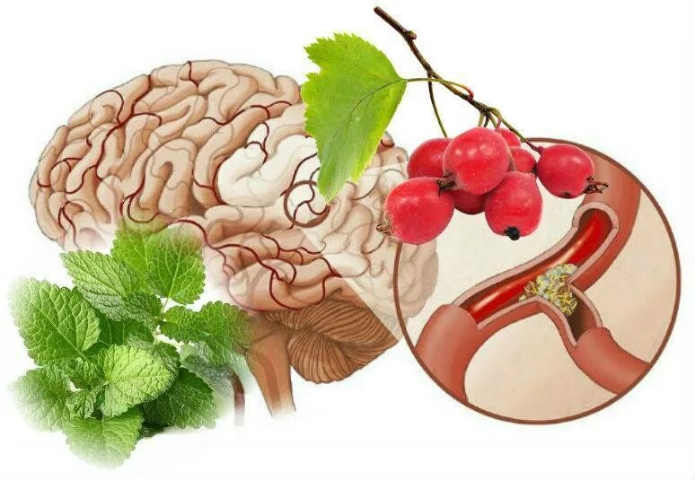 Головного мозга атеросклероз народное средство. Атеросклероз сосудов головного мозга. Фитотерапия атеросклероза. Еда для мозга и сосудов головного мозга. Атеросклероз народная медицина.