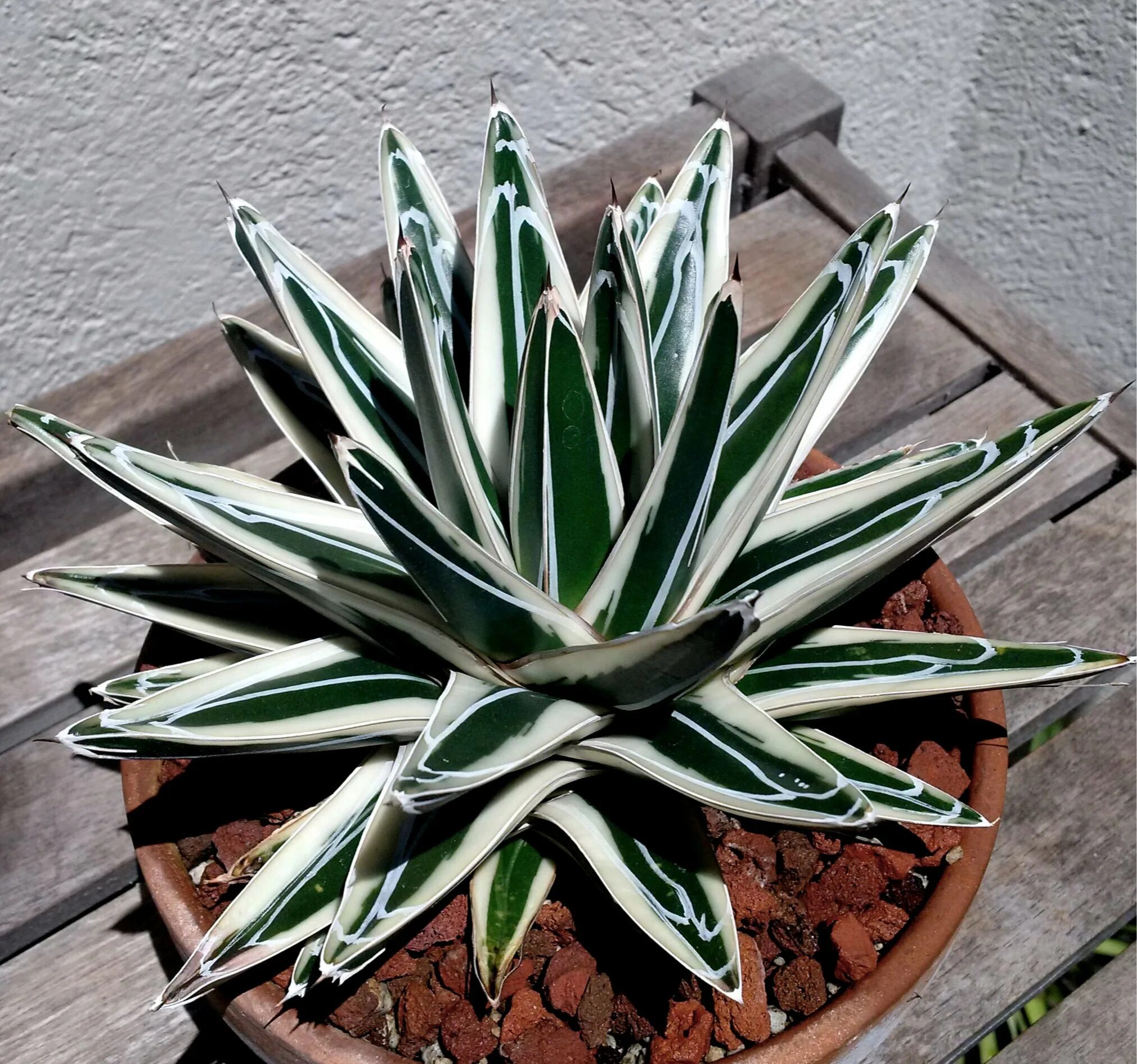 Агава екатеринбург сайт. Агава вариегатная. Агава истменсис. Agave victoriae Reginae White Rhino. Агава потаторум истменсис.