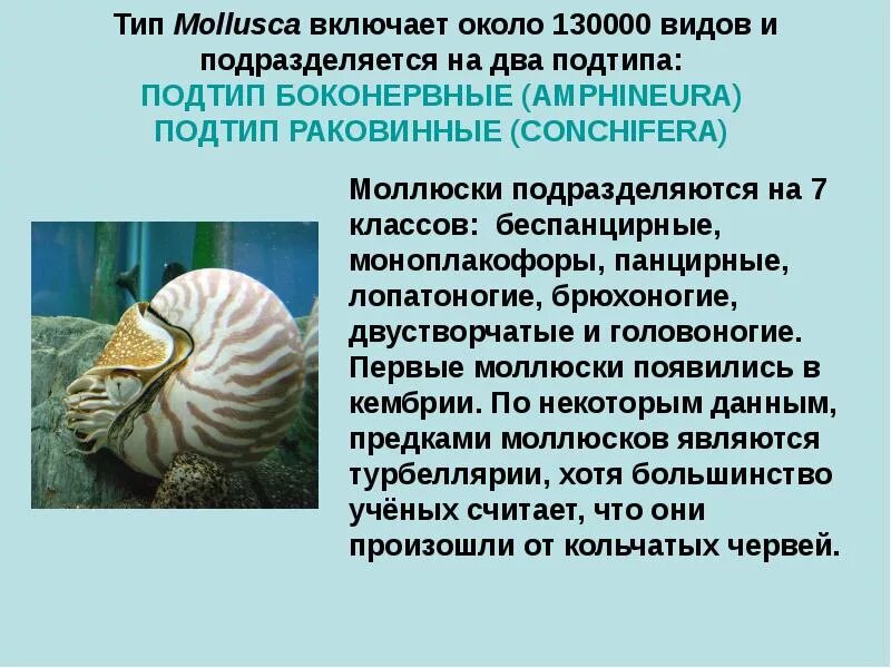 Тип моллюски. Характеристика типа моллюски. Тип моллюски (Mollusca). Тип моллюски общая характеристика. Представитель моллюсков является