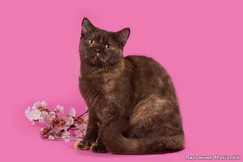 Питомник британских кошек