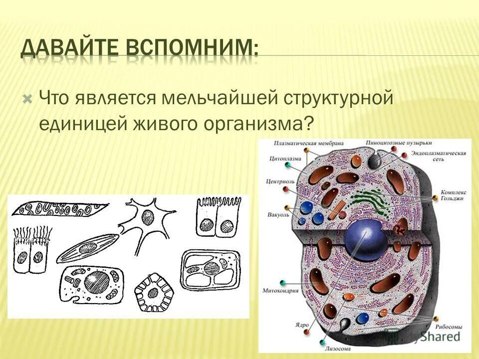 клетка является элементарной единицей. структурные единицы организма. что является мельчайшей. что является мельчайшей. эндотермность и эктотермность.