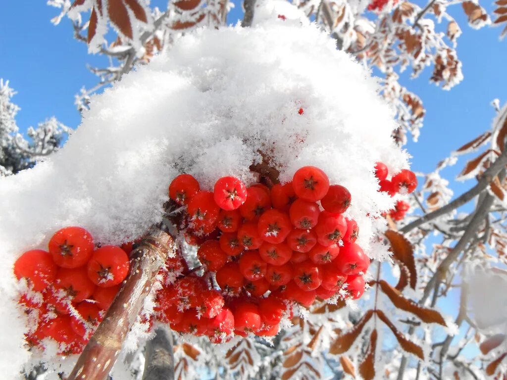 Погодные ели. Красный пейзаж зима. Красивая картинка зимний пейзаж в Красном яблоке.