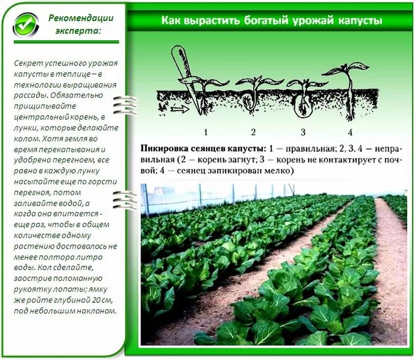 Какую температуру выдерживает рассада капусты. Схема высадки рассады капусты в открытый грунт. Схема посадки рассады капусты белокочанной в открытом грунте. Схема посадки капусты в открытый грунт рассадой. Схема посадки капусты в открытый грунт белокочанной.