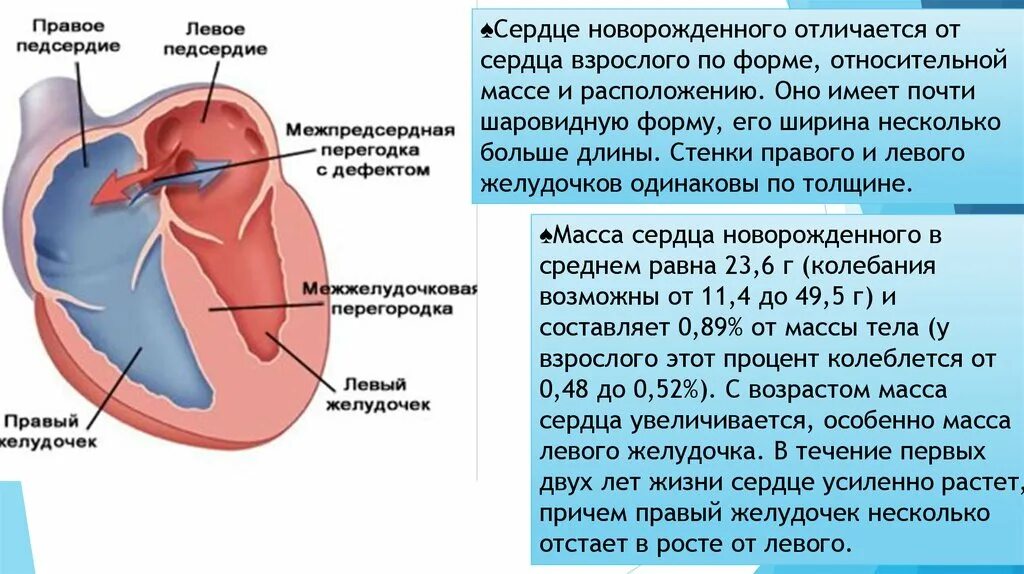 Особенности сердца новорожденного. Строение сердца новорожденного. Особенности строения сердца новорожденного.