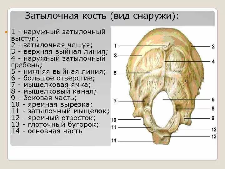 Кости черепа затылок. Глоточный бугорок затылочной кости. Анатомические образования (части) затылочной кости. Нижняя выйная линия затылочной кости. Затылочная кость черепа анатомия.