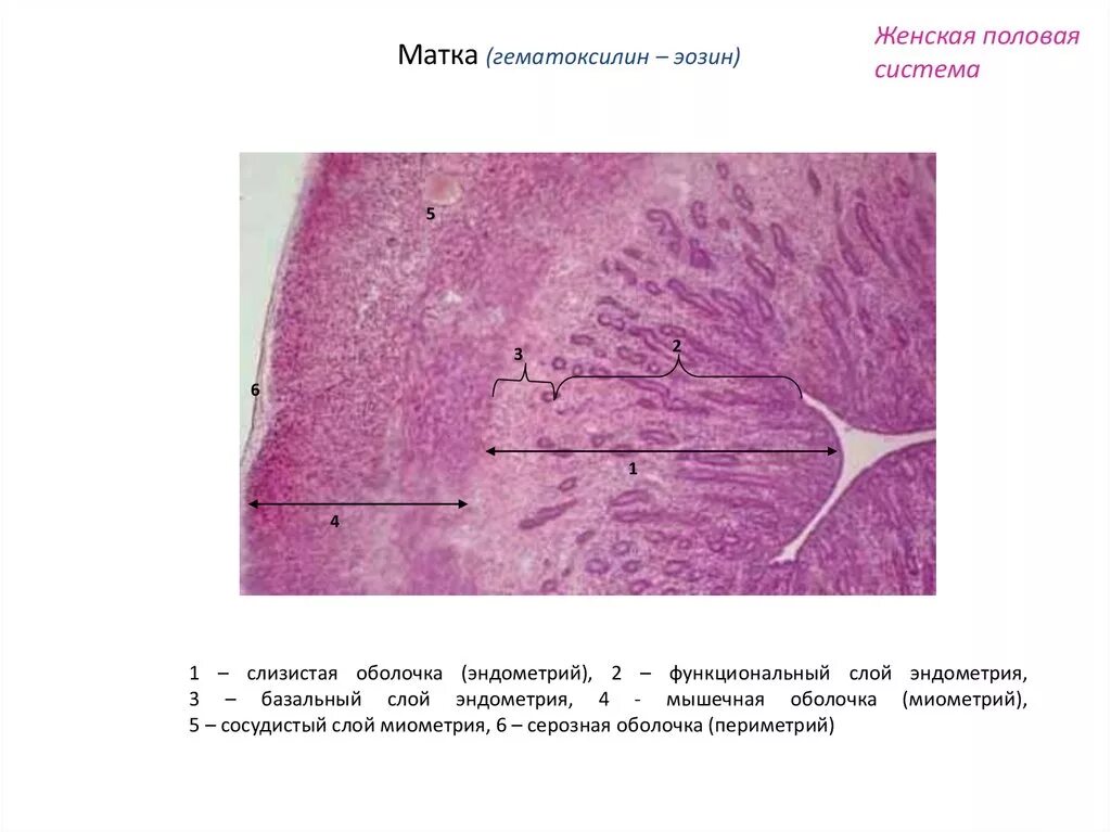 Строение эндометрия. Матка окраска гематоксилин эозин. Гематоксилин эозин гистология. Матка фаза покоя гистология препарат. Матка гистология препарат.