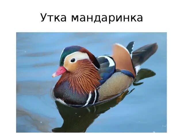 Утка мандаринка проект 4 класс Уточка мандаринка. 1 класс online presentation
