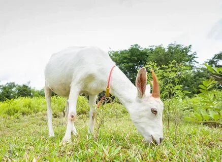 Goat grass