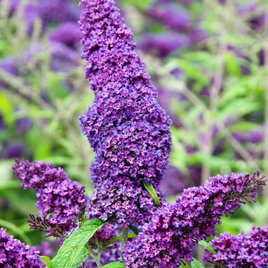 Буддлея давида выращивание. Буддлея Давида Buddleja davidii. Буддлея Давида Баттерфляй Тауэр. Буддлея Пурпл. Буддлея Давида Эмпайр Блю.