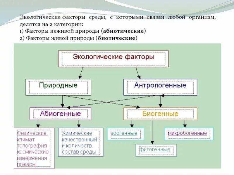 Как называется человек который делится