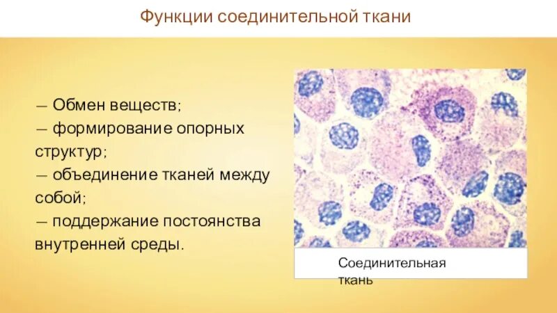 Функции соединительной ткани человека. Соединительная ткань. Функциисоедениельных тканей. Опорная функция соединительной ткани.