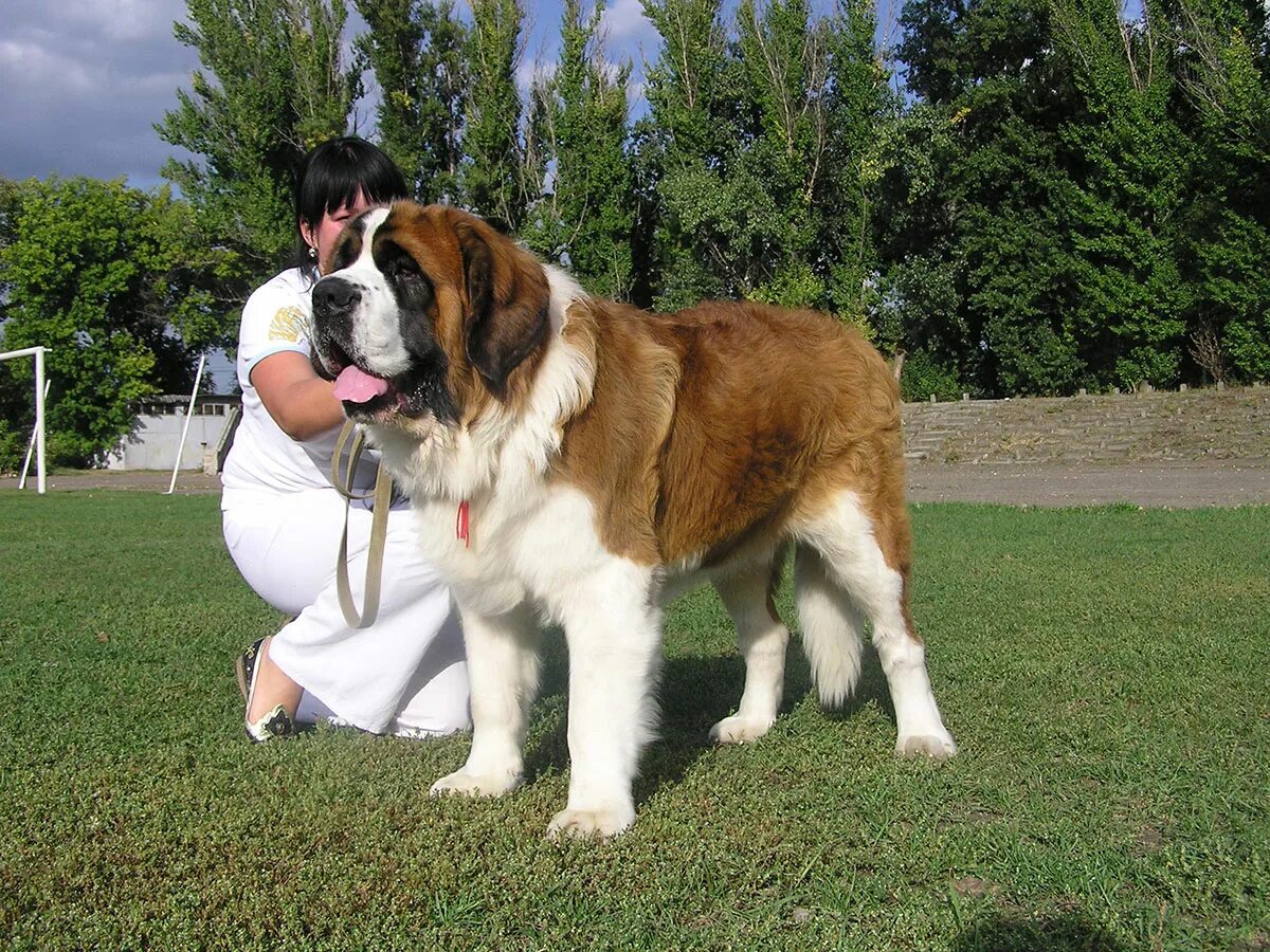 Огромная собака порода. Сенбернар. Тибетский Сенбернар. Сенбернар Бенедиктин. Сенбернар Бенедиктин 166.