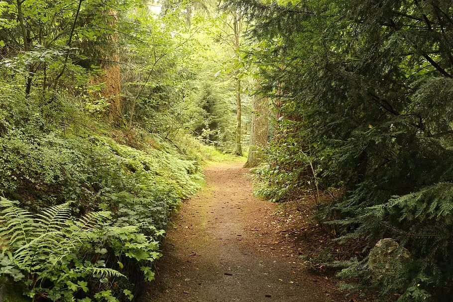 Path фото. Путь тропинка. Patika 5000.