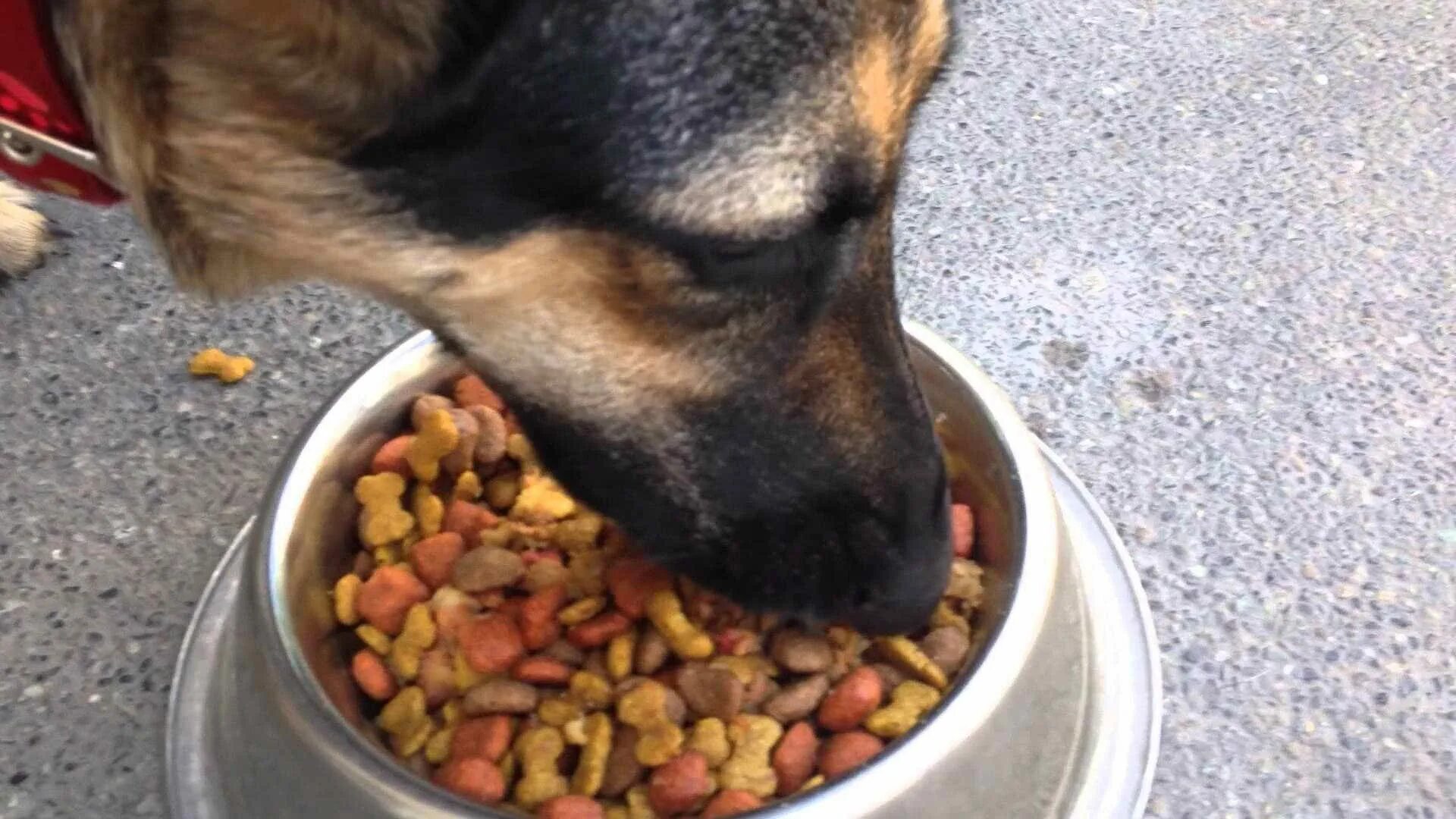 Почему собака пищит. Корм German Shepherd немецкая овчарка. Собака кушает. Овчарка ест. Кормление собаки кормом.