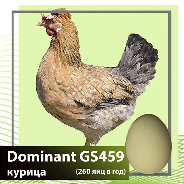 Доминант ds109 яйцо. Инкубационное яйцо Доминанта GS 459. Куры Доминант gs459. Чешский Доминант gs459.