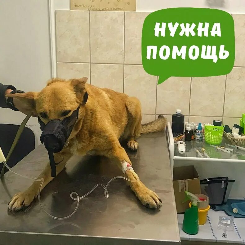Виды отравлений у собак: обзор признаков интоксикации пищей и ядом