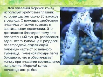 Морской конек тысячелетней жемчужины где