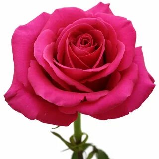 Rose premium