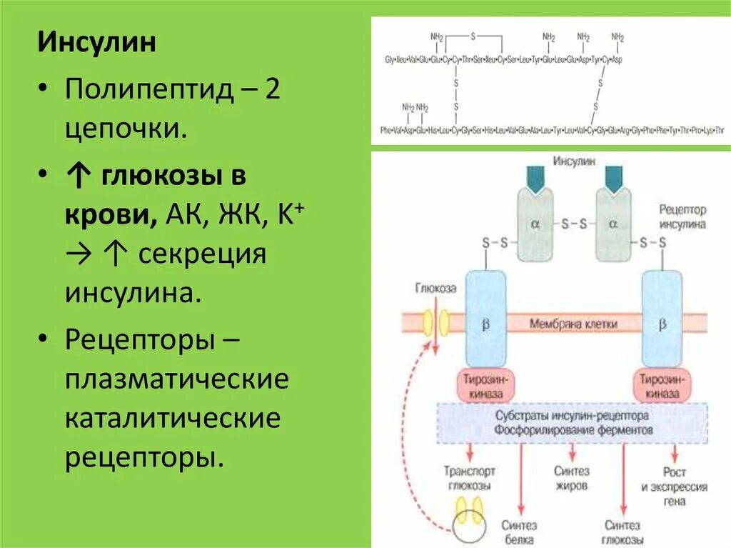 Схема рецептора инсулина. Строение рецептора инсулина биохимия. Опишите строение рецептора инсулина.. Схема инсулинового рецептора. 1 ген 1 полипептид