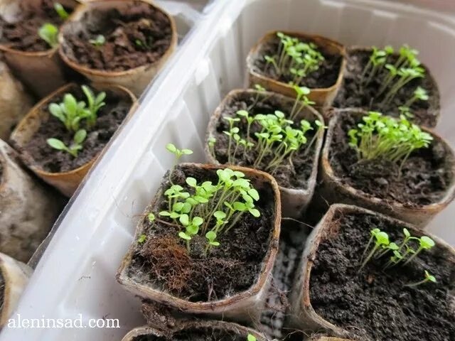 Стратификация петуний. Сеянцы рудбекии. Стратификация петуний. Прищипка рассады петунии. Стратификация петуний.