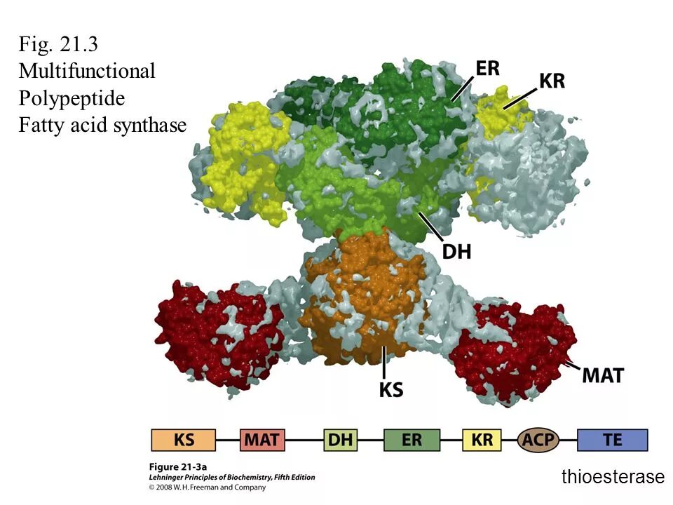 Полипептид в пище. Fatty acid synthase. Fatty acid structure. Строение пальмитоилсинтетазы. Полиферментный комплекс - синтаза жирных кислот.