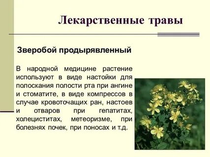 Травянистое растение используется в народной