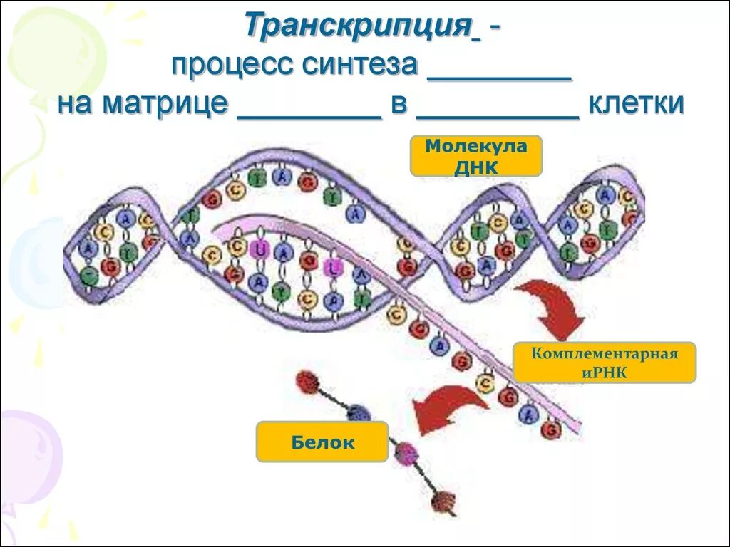 Транскрипция это процесс синтеза. Процессы матричного синтеза. Процесс транскрипции в синтезе белка.