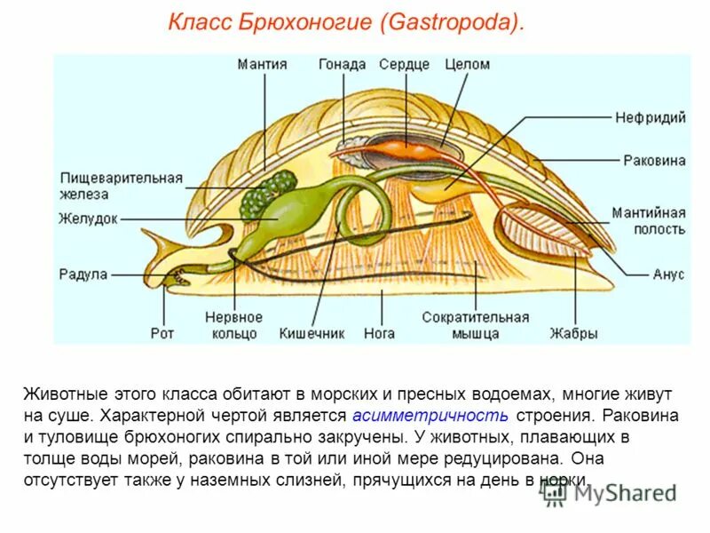 Класс двустворчатые строение раковины. Характерной особенностью строения двустворчатых моллюсков является отсутствие. Общая характеристика двустворчатых. Класс двустворчатые моллюски 7 класс половая система. Класс двустворчатые моллюски половая система кратко.