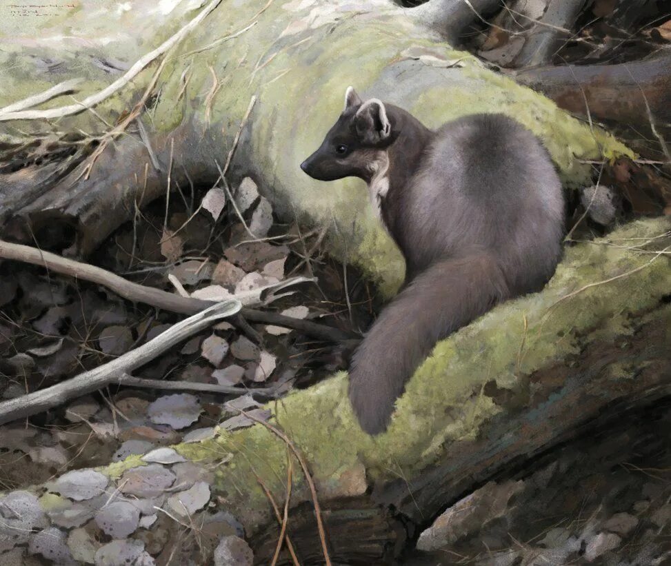 Калантэ из цинтры. Выбор пути вера чиркова книга. Лесная куница martes martes. Княжна куницы. Княжна куницы.