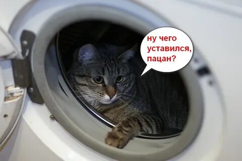 Кот в стиральной машине