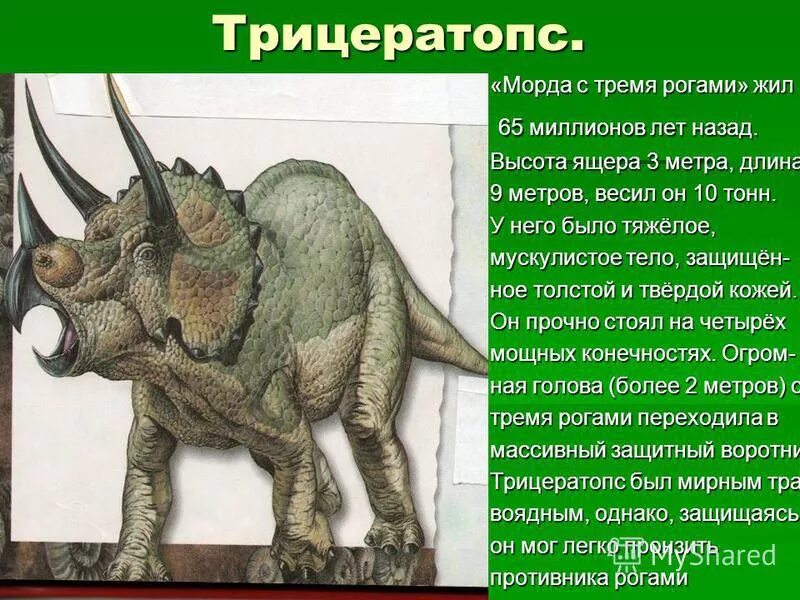 Сообщение о древнем животном. Трицератопс анатомия. трицератопс динозавр сообщение 1 класс. трицератопс динозавр описание для детей 1 класса. динозавры трицератопс доклад.