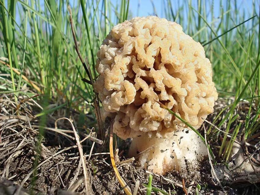 Сморчок степной. Степной сморчок Morchella steppicola. Сморчок (Morchella). Сморчок Луговой. Сморчок Степной в Волгоградской области.