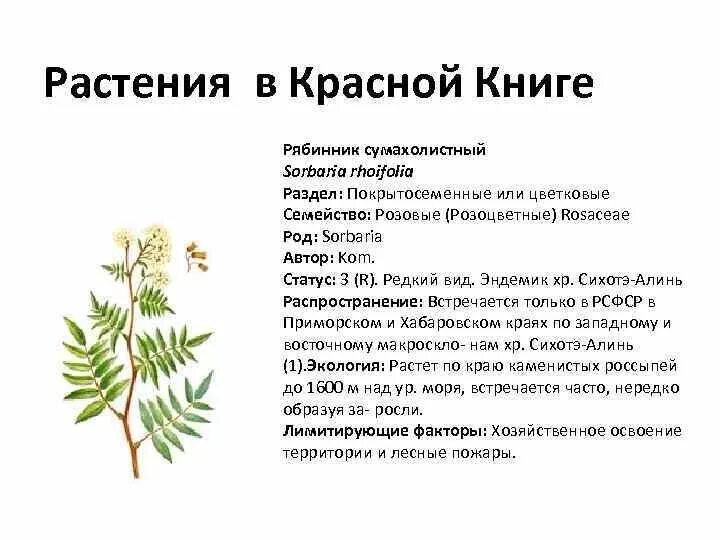 Розоцветные растения красной книги. Подсемейства розоцветных представители. Розоцветные растения красной книги. Спиреи — сем. Семейство розоцветные представители.