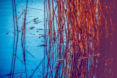 Reed
