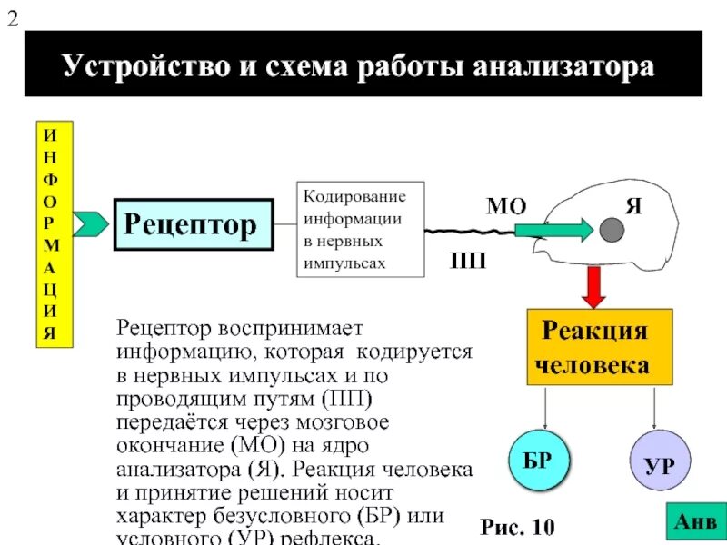 Процесс кодирования и передачи информации. Принцип работы анализатора. кодирование информации в сенсорных системах физиология. основные принципы работы анализаторов. кодирование информации сенсорного анализатора.