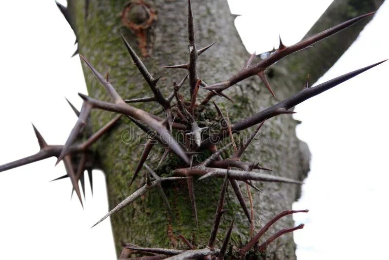 Persian Honey Locust Tree Seeds (Gleditsia caspica) 5+Seeds in 2019 Products Hon