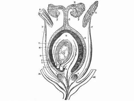 Семязачаток в завязи пестика. Семяпочка покрытосеменных растений. Схема оплодотворения цветкового растения. Оплодотворение покрытосеменных растений схема. Строение зародышевого мешка цветковых растений.