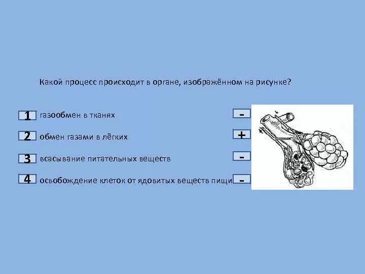 По рисунку определите происходящий процесс